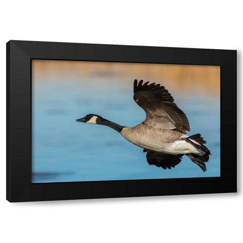 Greater Canada goose Black Modern Wood Framed Art Print by Archer, Ken