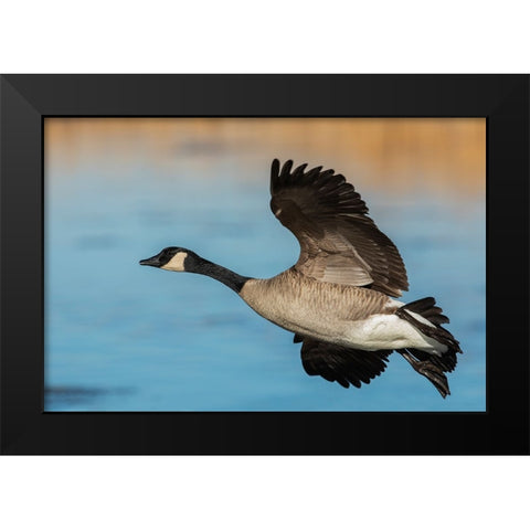 Greater Canada goose Black Modern Wood Framed Art Print by Archer, Ken