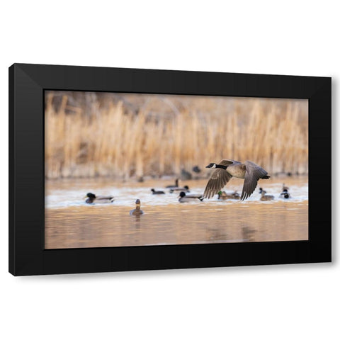 Canada goose taking flight Black Modern Wood Framed Art Print by Archer, Ken