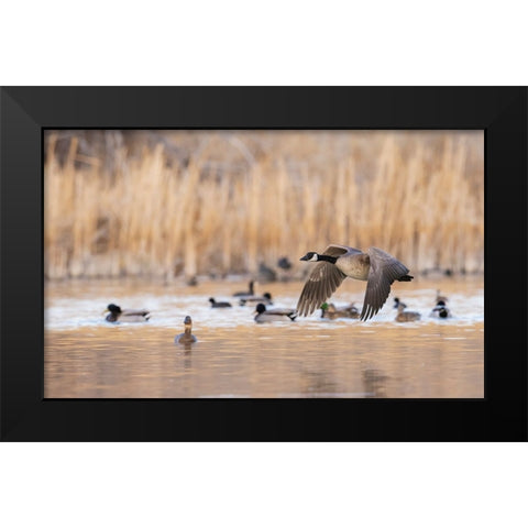 Canada goose taking flight Black Modern Wood Framed Art Print by Archer, Ken