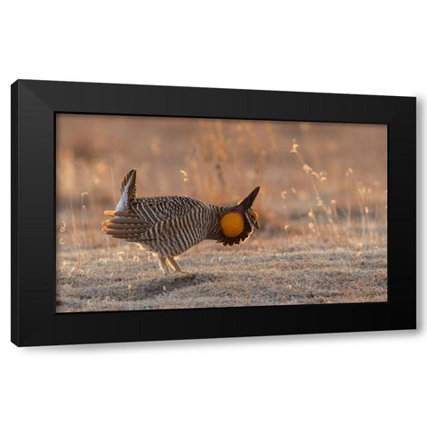 Greater prairie chickens-courtship display Black Modern Wood Framed Art Print with Double Matting by Archer, Ken
