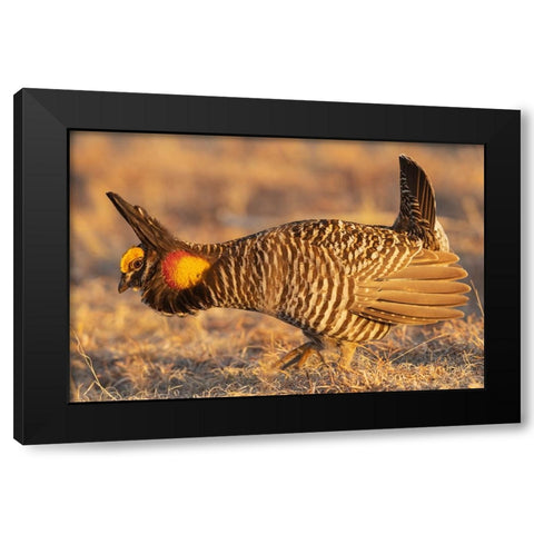 Greater prairie chickens-courtship display Black Modern Wood Framed Art Print with Double Matting by Archer, Ken