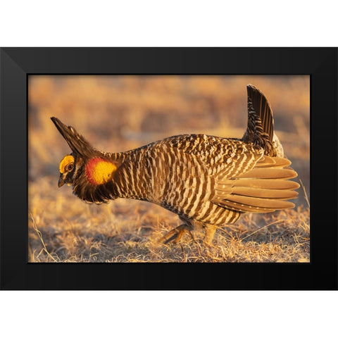 Greater prairie chickens-courtship display Black Modern Wood Framed Art Print by Archer, Ken
