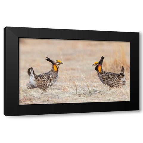 Greater prairie chickens-competing males Black Modern Wood Framed Art Print with Double Matting by Archer, Ken