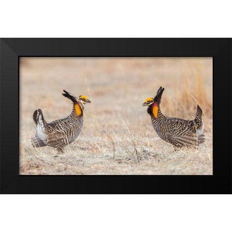 Greater prairie chickens-competing males Black Modern Wood Framed Art Print by Archer, Ken
