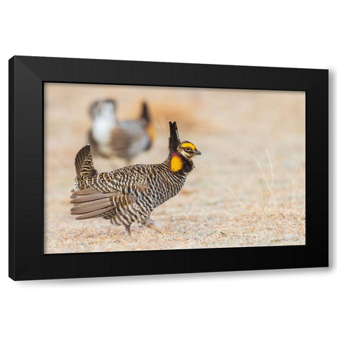 Greater prairie chickens-competing males Black Modern Wood Framed Art Print with Double Matting by Archer, Ken
