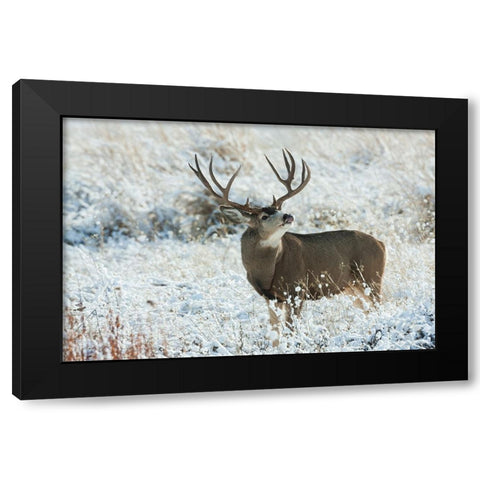 Mule Deer Buck Black Modern Wood Framed Art Print with Double Matting by Archer, Ken