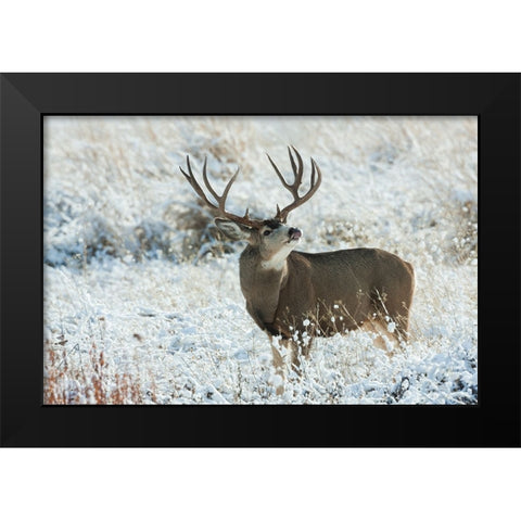 Mule Deer Buck Black Modern Wood Framed Art Print by Archer, Ken