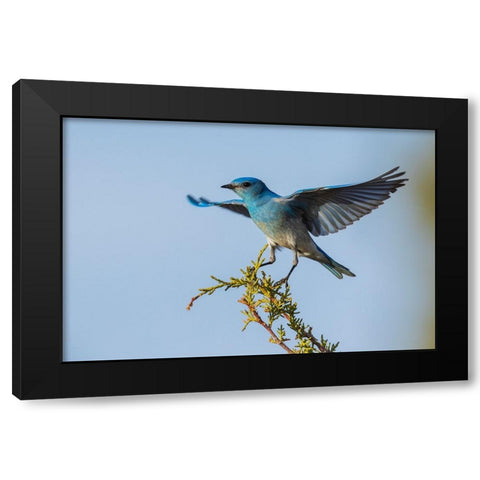 Mountain bluebird alighting Black Modern Wood Framed Art Print by Archer, Ken