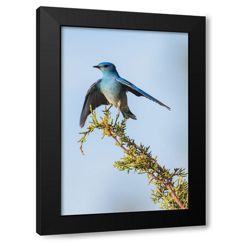 Mountain bluebird Black Modern Wood Framed Art Print with Double Matting by Archer, Ken