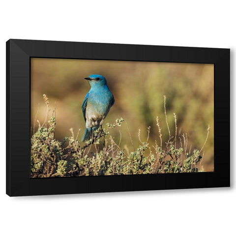 Male mountain bluebird Black Modern Wood Framed Art Print by Archer, Ken