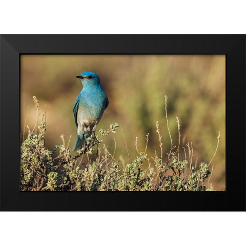 Male mountain bluebird Black Modern Wood Framed Art Print by Archer, Ken