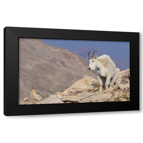 Mountain goat billy Black Modern Wood Framed Art Print by Archer, Ken