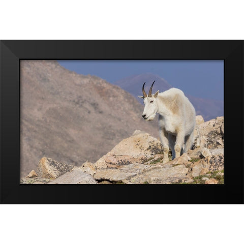 Mountain goat billy Black Modern Wood Framed Art Print by Archer, Ken
