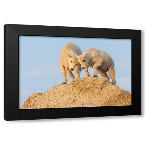 Mountain goat kids playing Black Modern Wood Framed Art Print with Double Matting by Archer, Ken