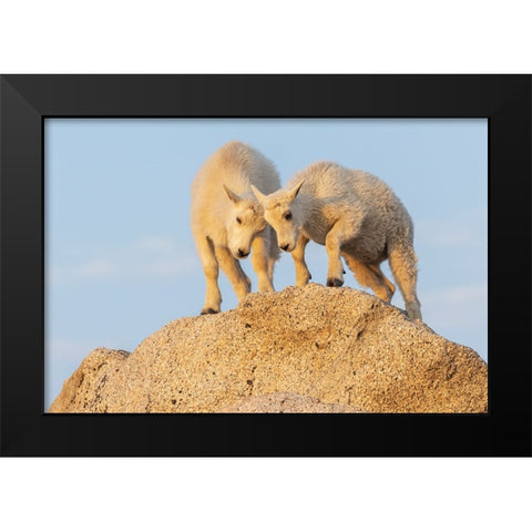 Mountain goat kids playing Black Modern Wood Framed Art Print by Archer, Ken