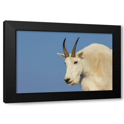 Mountain goat billy Black Modern Wood Framed Art Print with Double Matting by Archer, Ken