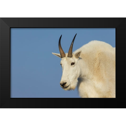 Mountain goat billy Black Modern Wood Framed Art Print by Archer, Ken