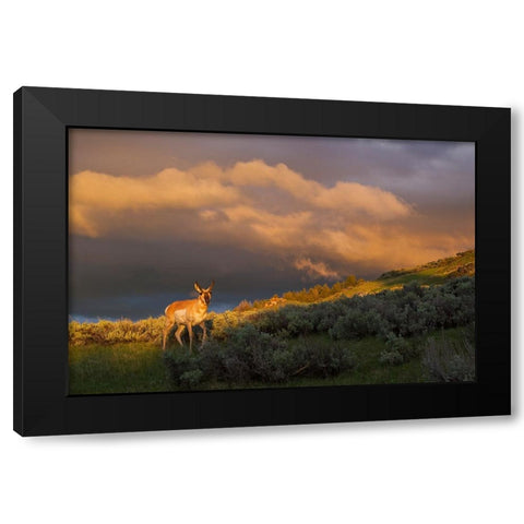 Pronghorn-clearing thunderstorm Black Modern Wood Framed Art Print with Double Matting by Archer, Ken