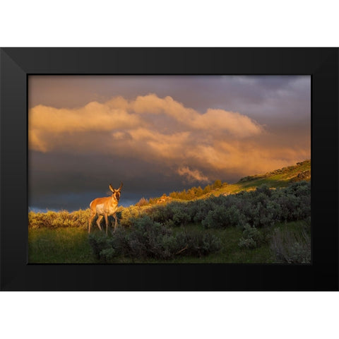 Pronghorn-clearing thunderstorm Black Modern Wood Framed Art Print by Archer, Ken