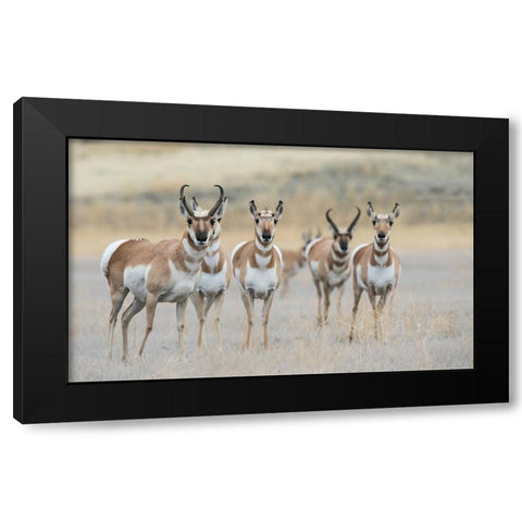 Pronghorns Black Modern Wood Framed Art Print by Archer, Ken