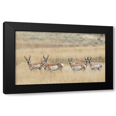 Pronghorns Black Modern Wood Framed Art Print with Double Matting by Archer, Ken
