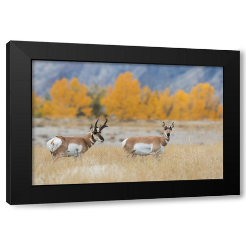 Pronghorn pair Black Modern Wood Framed Art Print by Archer, Ken
