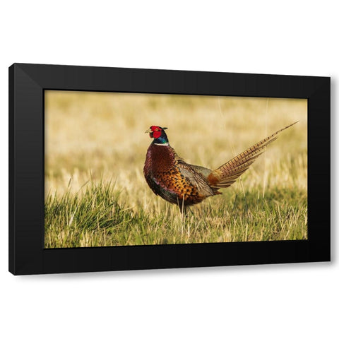Ring-necked pheasant Black Modern Wood Framed Art Print by Archer, Ken