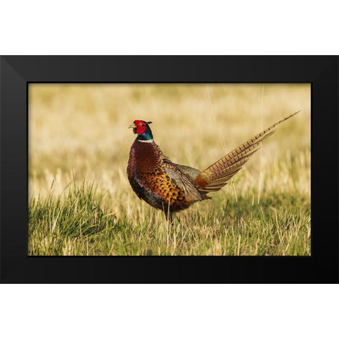 Ring-necked pheasant Black Modern Wood Framed Art Print by Archer, Ken