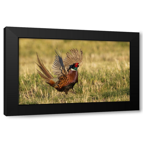 Ring-necked pheasant-courtship display Black Modern Wood Framed Art Print with Double Matting by Archer, Ken