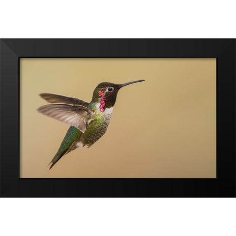 Male annas hummingbird Black Modern Wood Framed Art Print by Archer, Ken