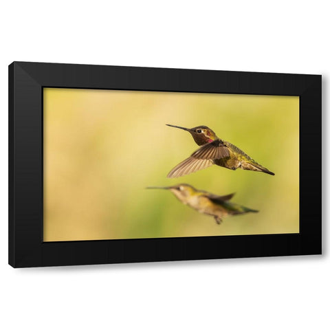 Annas hummingbird pair Black Modern Wood Framed Art Print with Double Matting by Archer, Ken