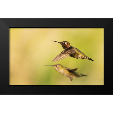 Annas hummingbird pair Black Modern Wood Framed Art Print by Archer, Ken