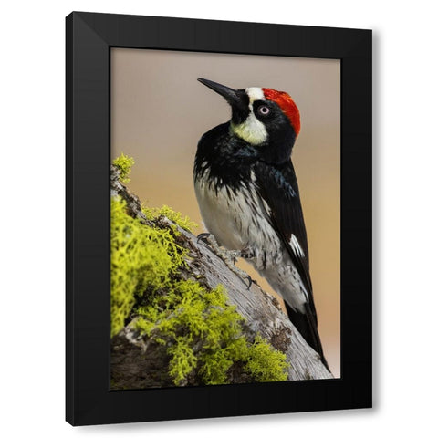 Acorn woodpecker Black Modern Wood Framed Art Print with Double Matting by Archer, Ken