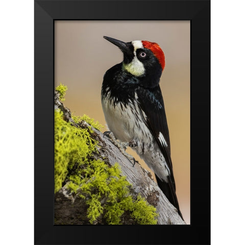Acorn woodpecker Black Modern Wood Framed Art Print by Archer, Ken