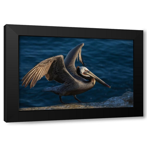 Brown pelican Black Modern Wood Framed Art Print by Archer, Ken