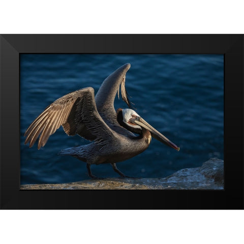 Brown pelican Black Modern Wood Framed Art Print by Archer, Ken