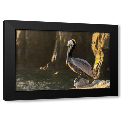 Brown pelican at first light Black Modern Wood Framed Art Print by Archer, Ken