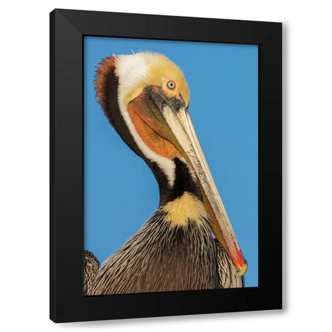 Brown pelican Black Modern Wood Framed Art Print by Archer, Ken