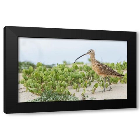 Long-billed curlew at the beach Black Modern Wood Framed Art Print with Double Matting by Archer, Ken
