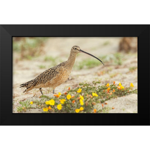 Long-billed curlew at the beach Black Modern Wood Framed Art Print by Archer, Ken