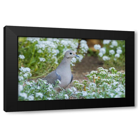 Mourning dove Black Modern Wood Framed Art Print by Archer, Ken