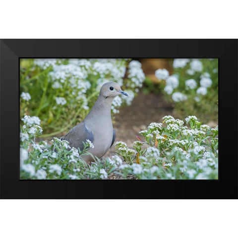Mourning dove Black Modern Wood Framed Art Print by Archer, Ken