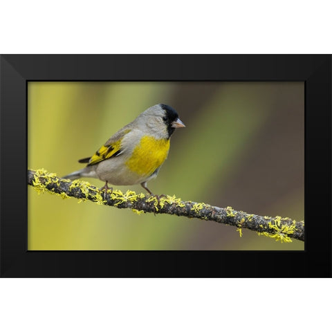 Lawrences goldfinch Black Modern Wood Framed Art Print by Archer, Ken
