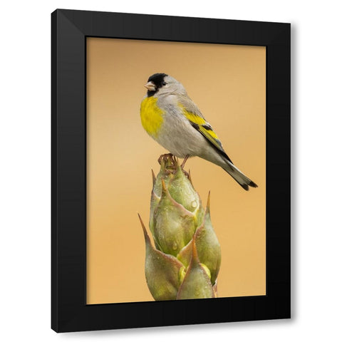 Lawrences goldfinch Black Modern Wood Framed Art Print with Double Matting by Archer, Ken