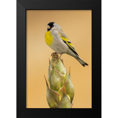 Lawrences goldfinch Black Modern Wood Framed Art Print by Archer, Ken