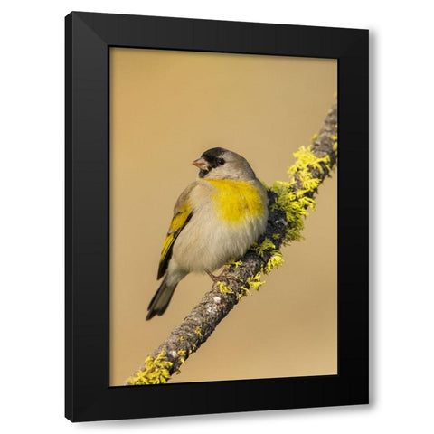 Lawrences goldfinch Black Modern Wood Framed Art Print by Archer, Ken