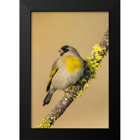 Lawrences goldfinch Black Modern Wood Framed Art Print by Archer, Ken