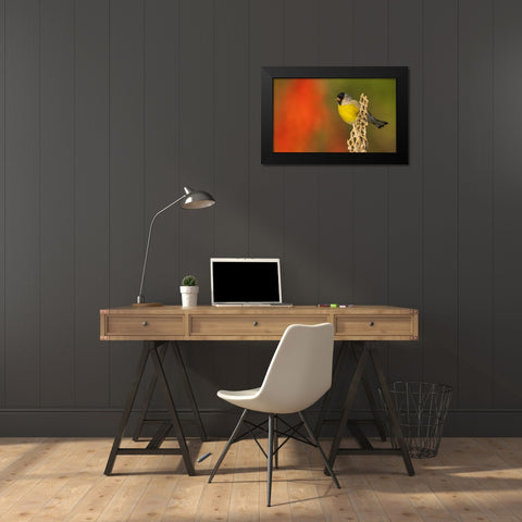 Lawrences goldfinch Black Modern Wood Framed Art Print by Archer, Ken
