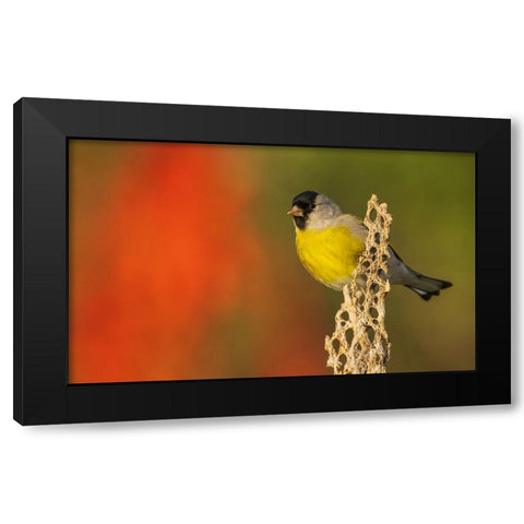 Lawrences goldfinch Black Modern Wood Framed Art Print with Double Matting by Archer, Ken